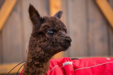 Şirin, kahverengi, kıvırcık, kırmızı ceketli, büyük siyah, akıllı gözlü bebek alpaka 'nın yakın plan fotoğrafını çek. Küçük alpaka, Vicugna paketleri.