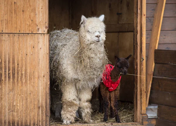 Närbild foto av en bedårande söt söt brun lockigt fluffig baby alpacka i röd rock med stora svarta smarta ögon och dess stora vita mor. Liten kalv av alpacka, Vicugna pacos. — Stockfoto
