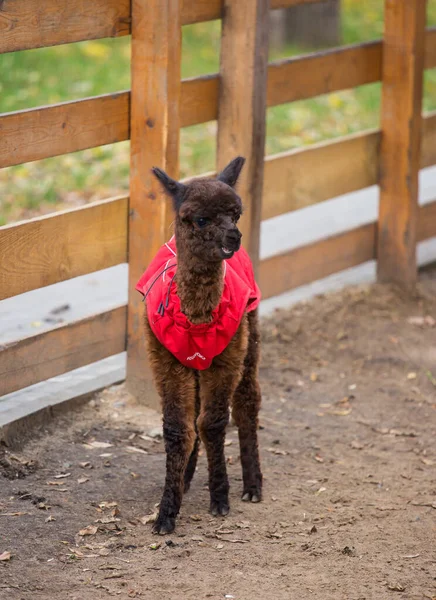 De cerca la foto de un adorable lindo marrón rizado esponjoso bebé alpaca en abrigo rojo con grandes ojos negros inteligentes. Pequeño ternero de alpaca, Vicugna pacos . —  Fotos de Stock