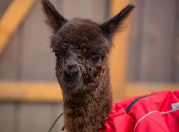 Närbild foto av en bedårande söt söt brun lockigt fluffig baby alpacka i röd rock med stora svarta smarta ögon. Liten kalv av alpacka, Vicugna pacos. — Stockfoto