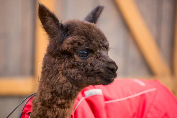 De cerca la foto de un adorable lindo marrón rizado esponjoso bebé alpaca en abrigo rojo con grandes ojos negros inteligentes. Pequeño ternero de alpaca, Vicugna pacos . —  Fotos de Stock