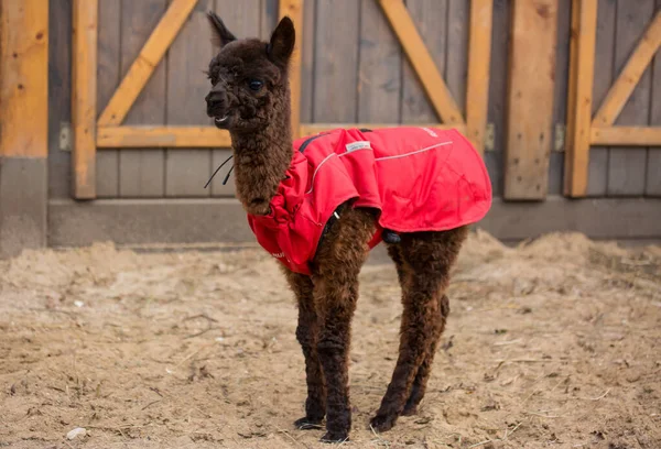 Foto da vicino di un adorabile carino marrone riccio soffice bambino alpaca in cappotto rosso con grandi occhi neri intelligenti. Vitello di alpaca, Vicugna pacos . — Foto Stock