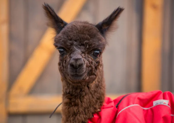 Close up photo of an adorable cute brown curly fluffy baby alpaca in red coat with big black clever eyes. Small calf of alpaca, Vicugna pacos. — Stock Photo, Image