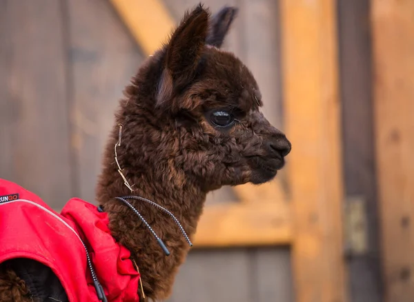 Close up foto de um adorável bonito marrom encaracolado bebê fofo alpaca em casaco vermelho com grandes olhos pretos inteligentes. Pequeno bezerro de alpaca, Vicugna pacos . — Fotografia de Stock