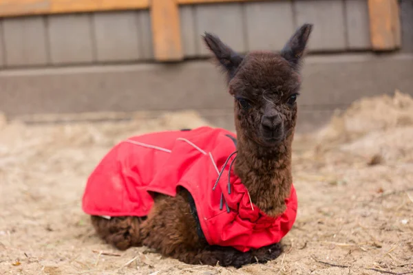 De cerca la foto de un adorable lindo marrón rizado esponjoso bebé alpaca en abrigo rojo con grandes ojos negros inteligentes. Pequeño ternero de alpaca, Vicugna pacos . —  Fotos de Stock