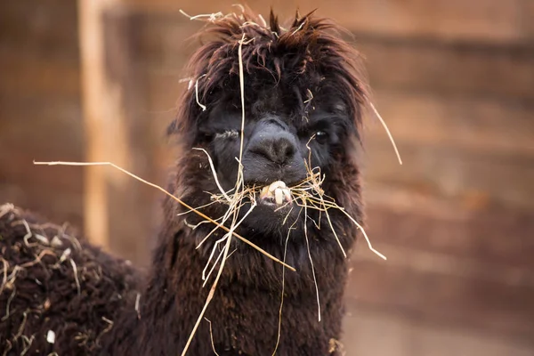 Closeup portrait of an adorable cute black curly shagged male alpaca with hurted eye chewing a dry grass with wonky teeth .Vicugna pacos. — Stock Photo, Image