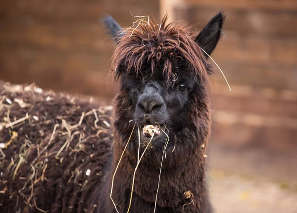 Closeup retrato de um adorável bonito preto encaracolado amordaçado macho alpaca com olho ferido mastigar uma grama seca com dentes ásperos .Vicugna pacos . — Fotografia de Stock