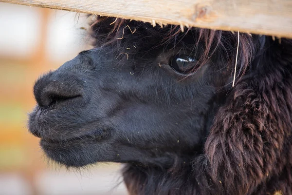 Retrato de cerca de un adorable lindo negro rizado follada alpaca masculina con el ojo herido mirando a través de una valla. Vicugna pacos . — Foto de Stock