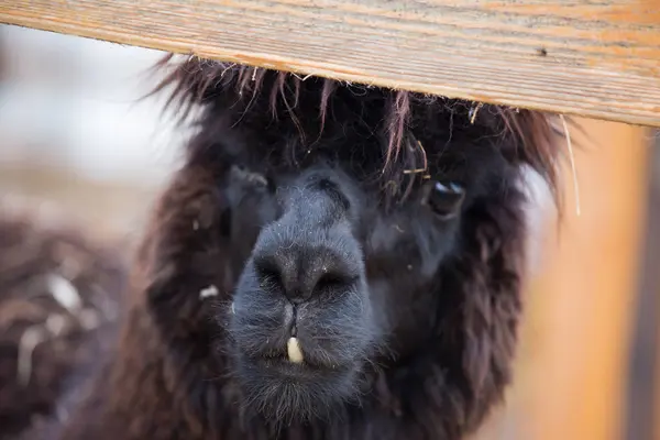 Closeup portrait of an adorable cute black curly shagged male alpaca with hurted eye looking through a fence .Vicugna pacos. — Stock Photo, Image