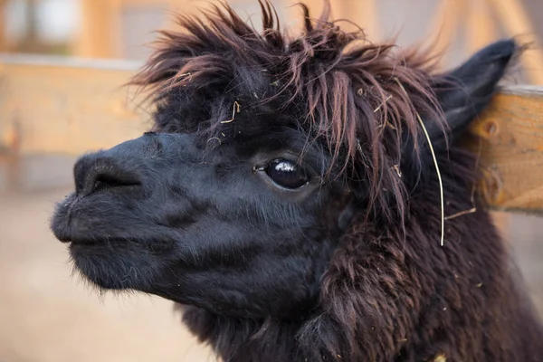 Closeup portrait of an adorable cute black curly shagged male alpaca with hurted eye looking through a fence .Vicugna pacos. — Stock Photo, Image