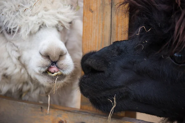 Primo piano ritratto di un adorabile carino bianco e nero riccio shagged maschio e femmina alpaca guardando attraverso una recinzione .Vicugna pacos . — Foto Stock