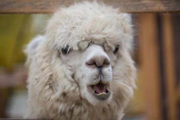 Closeup portrait of an adorable cute white curly shagged female alpaca with with an amusing headdress chewing a dry leaves with wonky teeth and looking at the camera. Vicugna pacos. — Stock Photo, Image