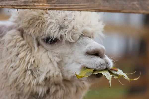 Retrato de close-up de um adorável bonito branco encaracolado salteado fêmea alpaca com um divertido cobertura para a cabeça mastigar uma folhas secas com dentes ásperos e olhando para a câmera. Vicugna pacos . — Fotografia de Stock