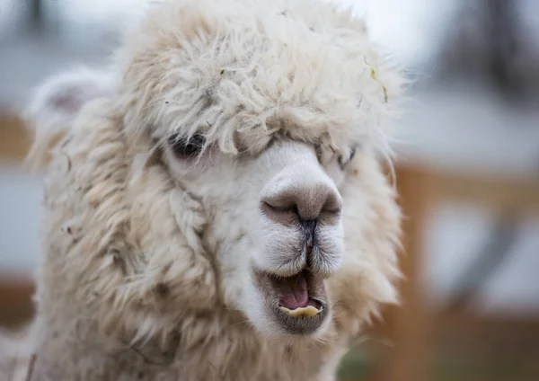 Closeup portrait of an adorable cute white curly shagged female alpaca with with an amusing headdress chewing a dry leaves with wonky teeth and looking at the camera. Vicugna pacos. — Stock Photo, Image
