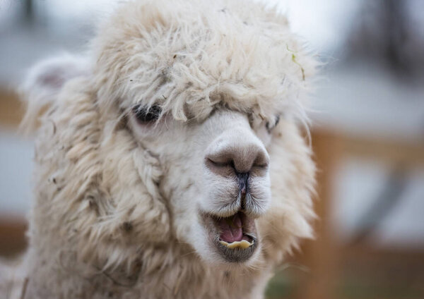 Closeup portrait of an adorable cute white curly shagged female alpaca with with an amusing headdress chewing a dry leaves with wonky teeth and looking at the camera. Vicugna pacos.