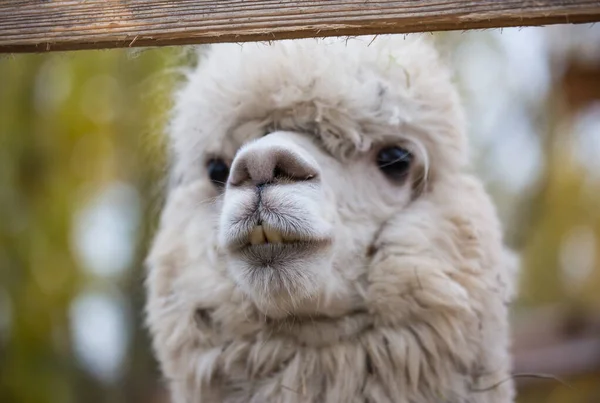 Primo piano ritratto di un adorabile carino bianco riccio shagged femmina alpaca con un copricapo divertente masticare un foglie secche con denti instabili e guardando la fotocamera. Vicugna pacos . — Foto Stock