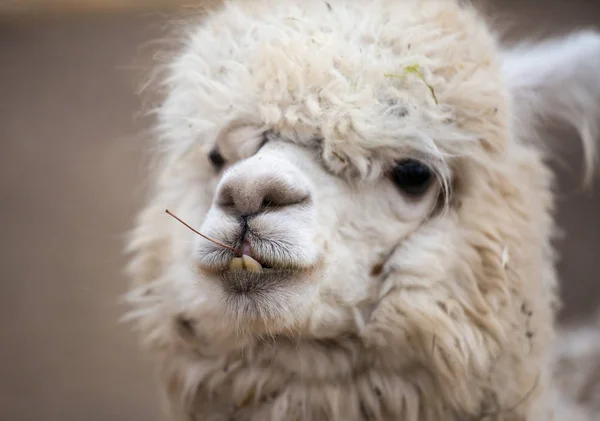 Retrato de cerca de una adorable linda alpaca rizada blanca follada con un divertido tocado masticando hojas secas con dientes torpes y mirando a la cámara. Vicugna pacos . — Foto de Stock