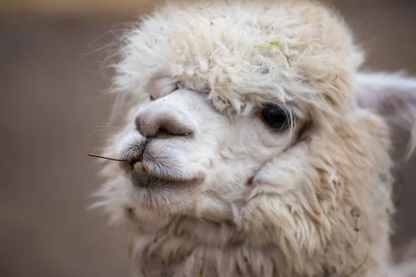 Portrait rapproché d'une adorable mignonne alpaga femelle frisée blanche avec une coiffe amusante mâchant des feuilles sèches aux dents ondulées et regardant la caméra. Pacos de Vicugna . — Photo