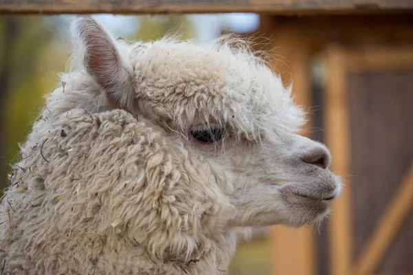 Retrato de close-up de um adorável bonito branco encaracolado comeu alpaca fêmea com uma cobertura para a cabeça divertida e olhos negros brilhantes. Vicugna pacos . — Fotografia de Stock