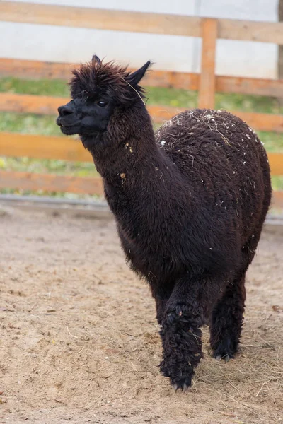 Closeup retrato de um adorável bonito preto encaracolado amordaçado macho alpaca com lã grossa e engraçado franja .Vicugna pacos . — Fotografia de Stock