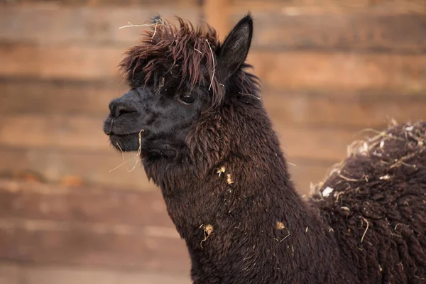 Closeup portrait of an adorable cute black curly shagged male alpaca with with thick wool and funny fringe .Vicugna pacos. — Stock Photo, Image