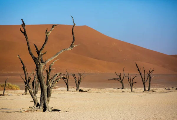 Siluetas de árboles secos centenarios en el desierto entre dunas de arena roja. Inusual paisaje alienígena surrealista con árboles esqueletos muertos. Deadvlei, Parque Nacional Namib-Naukluft, Namibia. desierto de Namib — Foto de Stock