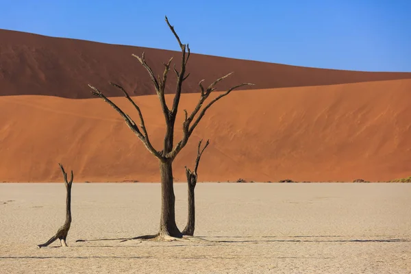 Siluetas de árboles secos centenarios en el desierto entre dunas de arena roja. Inusual paisaje alienígena surrealista con árboles esqueletos muertos. Deadvlei, Parque Nacional Namib-Naukluft, Namibia. desierto de Namib — Foto de Stock