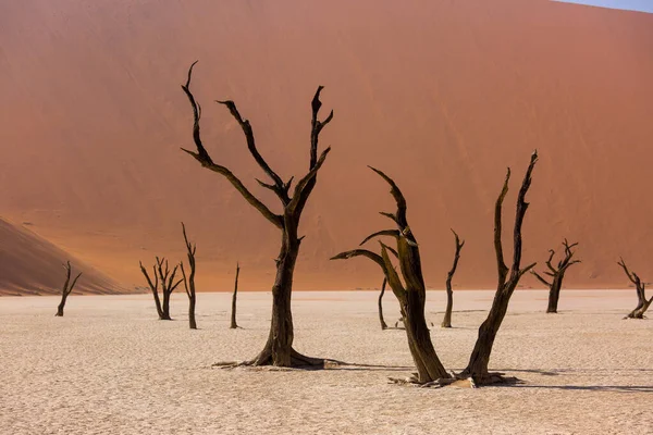 Siluetas de árboles secos centenarios en el desierto entre dunas de arena roja y torbellino. Inusual paisaje alienígena surrealista con árboles esqueletos muertos. Deadvlei, Parque Nacional Namib-Naukluft, Namibia. — Foto de Stock