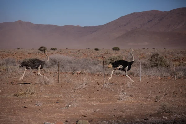 Twee bange dikke struisvogels lopen met hoge snelheid langs de weg in Namibië woestijn — Stockfoto