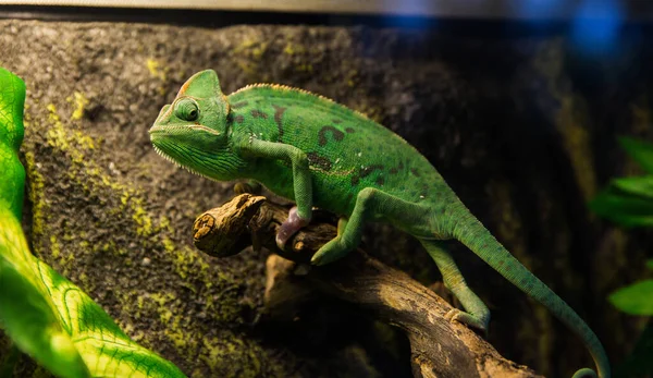 美しい緑のカメレオンで、豪華な斑点のあるうろこ状の肌とカメラを見ている枝の上に回転する目. — ストック写真