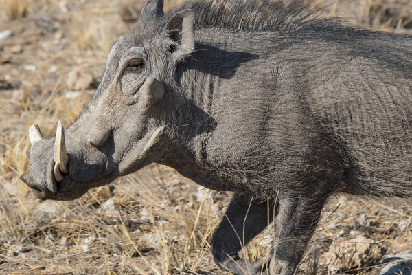 Большой портрет обычного серого бородавочника с большими сломанными бивнями, стоящими в траве в африканской саванне. Намибия
