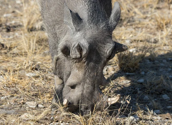 Retrato de cerca de jabalí gris común con grandes colmillos rotos de pie en la hierba en la sabana africana. Namibia —  Fotos de Stock