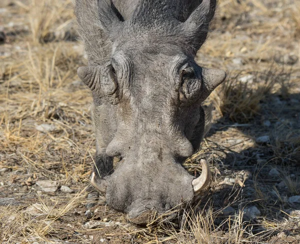 Portrait rapproché de phacochère gris commun avec de grandes défenses cassées debout dans l'herbe dans la savane africaine. Namibie — Photo