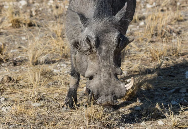 Retrato de cerca de jabalí gris común con grandes colmillos rotos de pie en la hierba en la sabana africana. Namibia —  Fotos de Stock