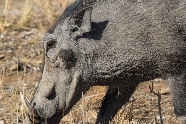 Большой портрет обычного серого бородавочника с большими сломанными бивнями, стоящими в траве в африканской саванне. Намибия
