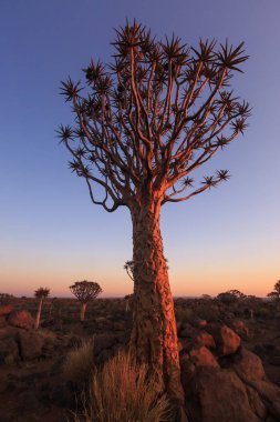 Titrek ağaçların silueti, Aloe ikilemi, gün batımında güneşe karşı oyulmuş dallarla birlikte grafik tasarımı gibi görünüyor. Namibya.