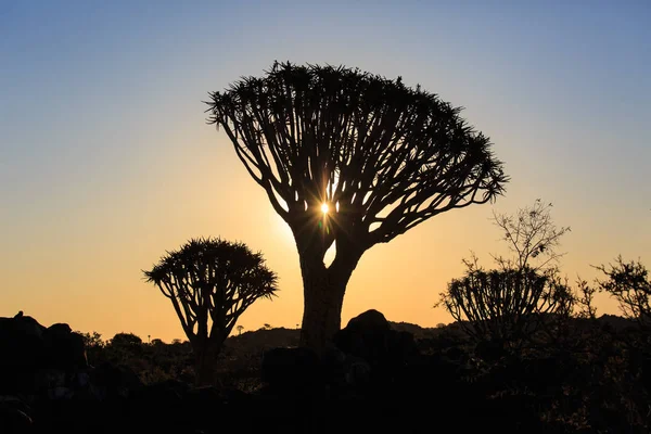 Silhueta de um quiver árvores, Aloe dichotoma, ao pôr do sol laranja com ramos esculpidos sobre contra o sol que olha como um projeto gráfico. Namíbia. — Fotografia de Stock