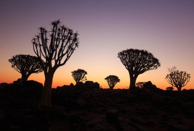 Titrek ağaçların silueti, Aloe ikilemi, gün batımında güneşe karşı oyulmuş dallarla birlikte grafik tasarımı gibi görünüyor. Namibya.