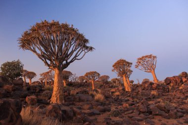 Titrek ağaçların silueti, Aloe ikilemi, gün batımında güneşe karşı oyulmuş dallarla birlikte grafik tasarımı gibi görünüyor. Namibya.