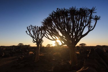 Titrek ağaçların silueti, Aloe ikilemi, gün batımında güneşe karşı oyulmuş dallarla birlikte grafik tasarımı gibi görünüyor. Namibya.