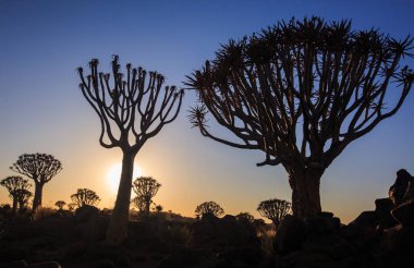 Titrek ağaçların silueti, Aloe ikilemi, gün batımında güneşe karşı oyulmuş dallarla birlikte grafik tasarımı gibi görünüyor. Namibya.