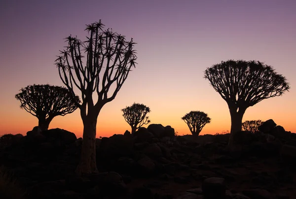 Silhueta de um quiver árvores, Aloe dichotoma, ao pôr do sol laranja com ramos esculpidos sobre contra o sol que olha como um projeto gráfico. Namíbia. — Fotografia de Stock