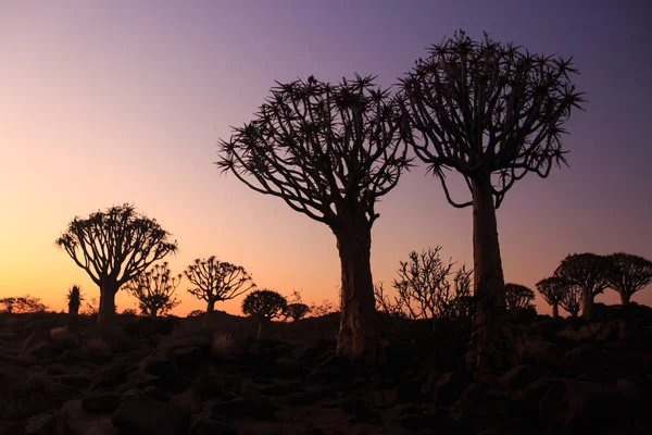 Silhouette of a quiver trees ,Aloe dichotoma, at orange sunset with carved branches on against the sun looking like a graphic design. Namibia. — Stock Photo, Image
