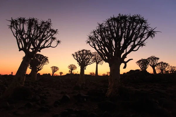 Silhouette of a quiver trees ,Aloe dichotoma, at orange sunset with carved branches on against the sun looking like a graphic design. Namibia. — Stock Photo, Image