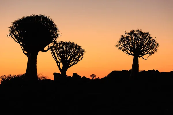Silueta de un carcaj, Aloe dichotoma, al atardecer naranja con ramas talladas contra el sol que parecen un diseño gráfico. Namibia. — Foto de Stock