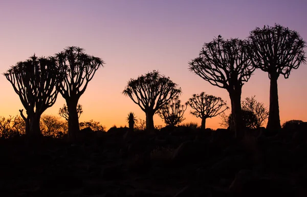 Silhueta de um quiver árvores, Aloe dichotoma, ao pôr do sol laranja com ramos esculpidos sobre contra o sol que olha como um projeto gráfico. Namíbia. — Fotografia de Stock