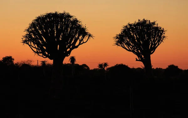 Silhouette of a quiver trees ,Aloe dichotoma, at orange sunset with carved branches on against the sun looking like a graphic design. Namibia. — Stock Photo, Image