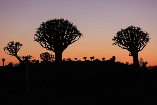 Silhouette eines Zitterbaums, Aloe dichotoma, bei orangefarbenem Sonnenuntergang mit geschnitzten Zweigen gegen die Sonne, die wie ein grafisches Design aussehen. Namibia. — Stockfoto