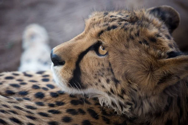 Retrato de close-up de um grande Cheetah gatos selvagens impressionante olhos amarelos e nariz preto. O animal mais rápido do mundo. Namíbia — Fotografia de Stock