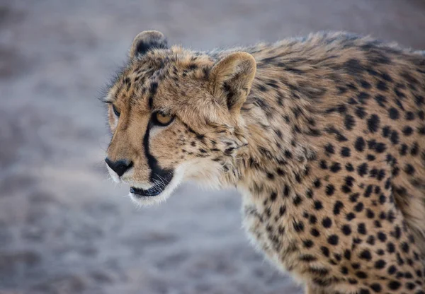 Retrato de close-up de um grande Cheetah gatos selvagens impressionante olhos amarelos e nariz preto. O animal mais rápido do mundo. Namíbia — Fotografia de Stock